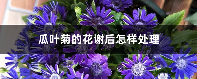 瓜叶菊的花谢后怎样处理