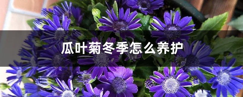 瓜叶菊冬季怎么养护