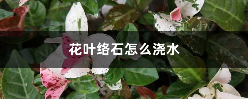 花叶络石怎么浇水