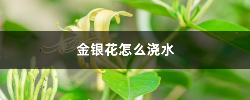 金银花怎么浇水，这样浇水才正确！