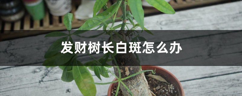 发财树长白斑怎么办？这样做轻松解决！