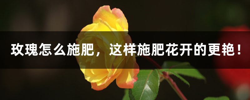 玫瑰怎么施肥，这样施肥花开的更艳！