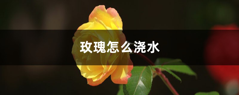 玫瑰怎么浇水