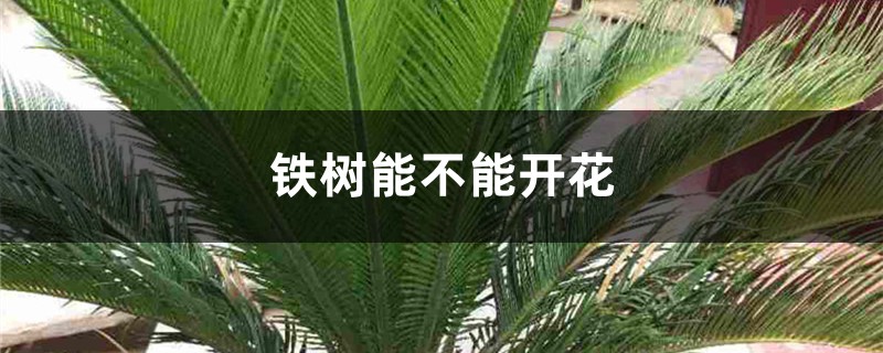 铁树能不能开花？