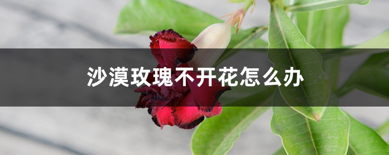 沙漠玫瑰不开花怎么办 沙漠玫瑰不开花怎么办