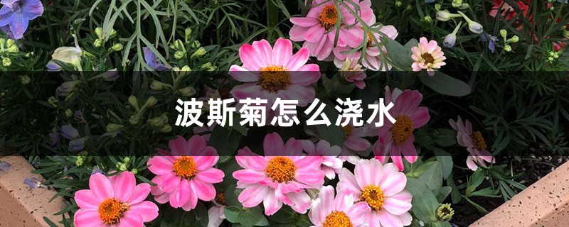 波斯菊怎么浇水？