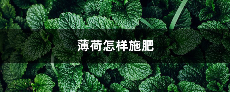 薄荷怎样施肥