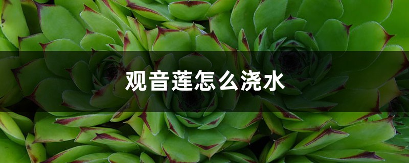 观音莲怎么浇水