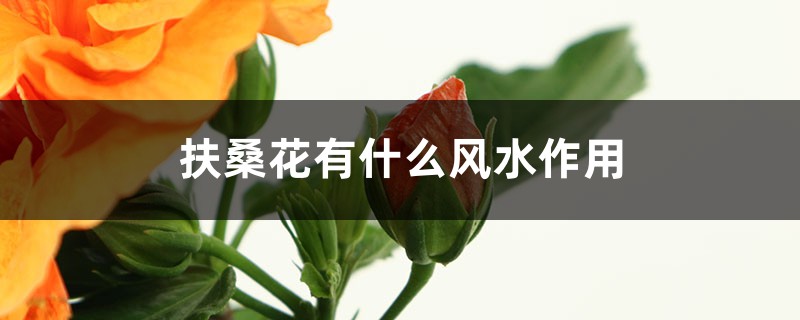 扶桑花有什么风水作用