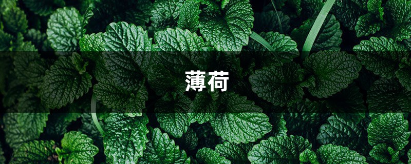 能吃能治病,不养一盆薄荷简直亏大了!越贱养越疯长! 能吃能治病,不养一盆薄荷简直亏大了!越贱养越疯长!