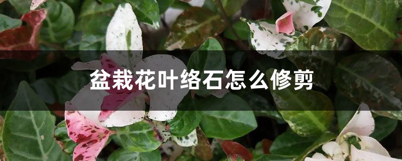 盆栽花叶络石怎么修剪