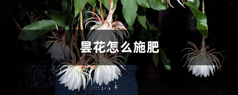 昙花怎么施肥