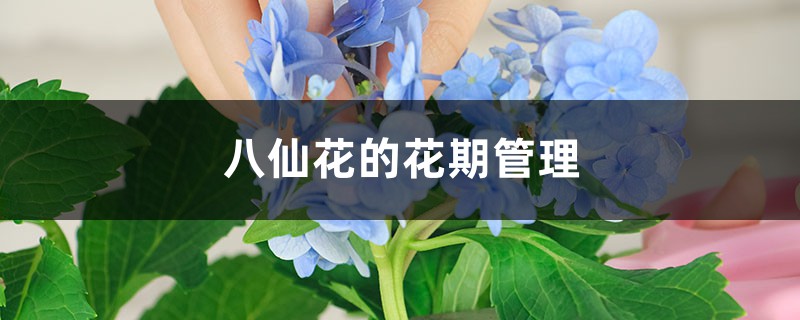 八仙花的花期管理