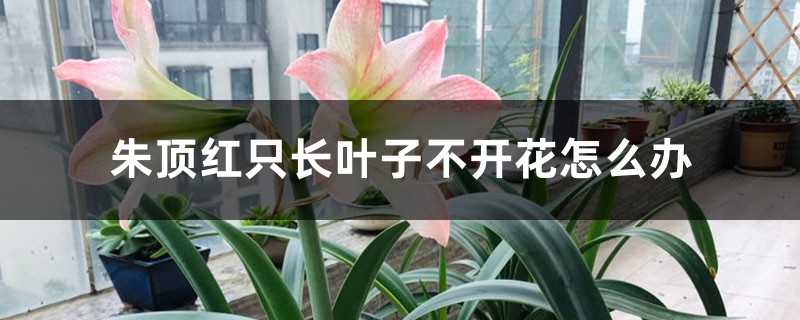 朱顶红只长叶子不开花怎么办