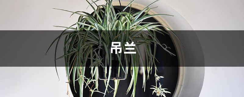 你还在花钱买吊兰吗?别人都用这方法扦插,不花一分钱 你还在花钱买吊兰吗?别人都用这方法扦插,不花一分钱