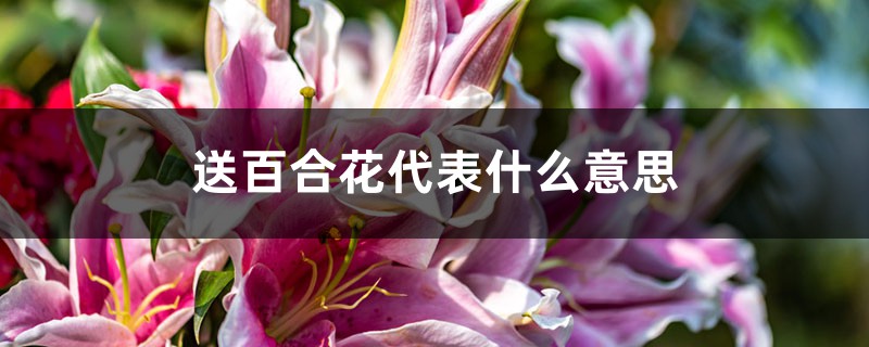 送百合花代表什么意思