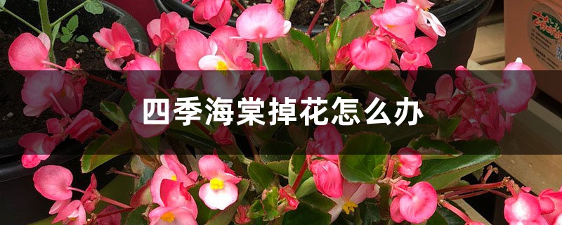 四季海棠掉花怎么办？