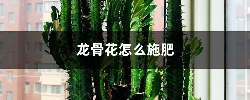 龙骨花怎么施肥