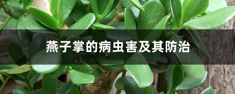 燕子掌的病虫害及其防治