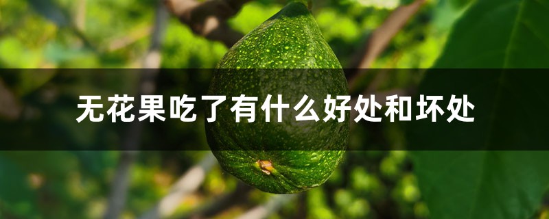 无花果吃了有什么好处和坏处