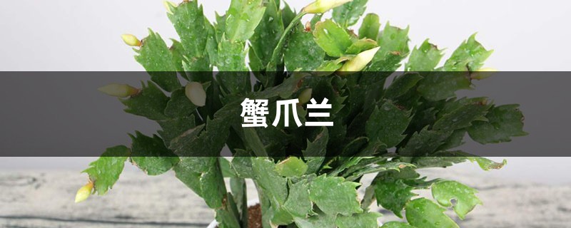 蟹爪兰到开花季了，这样养护让它开成一面瀑布