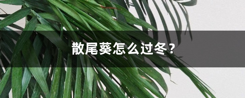 散尾葵怎么过冬？