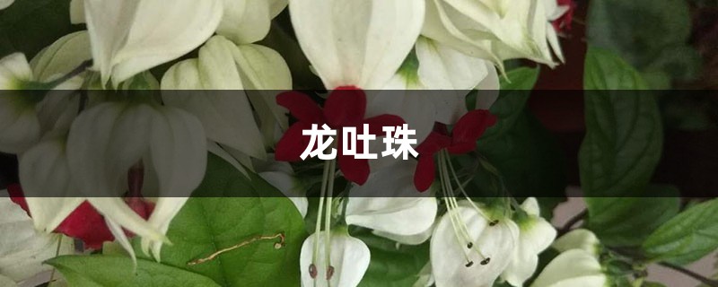 龙吐珠开花少怎么办，寻找原因是关键！