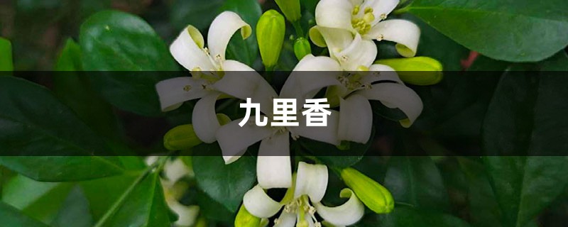 九里香怎么修剪，这样修剪花木长势超好！