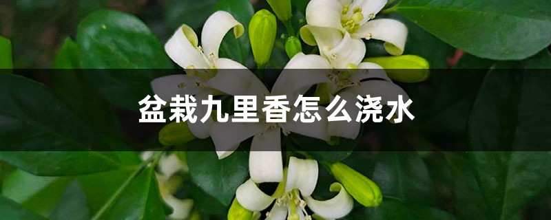 盆栽九里香怎么浇水