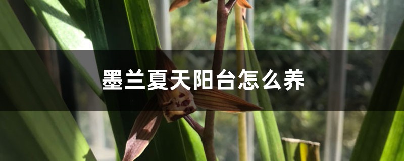 墨兰夏天阳台怎么养