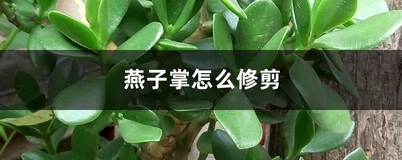 燕子掌怎么修剪