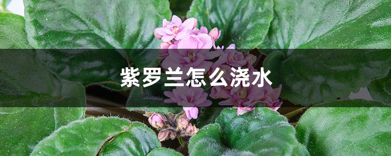 紫罗兰怎么浇水