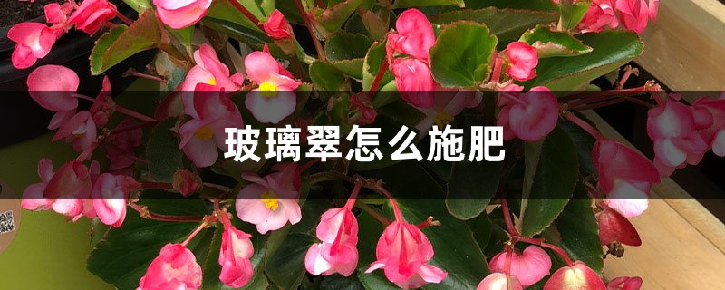 玻璃翠怎么施肥