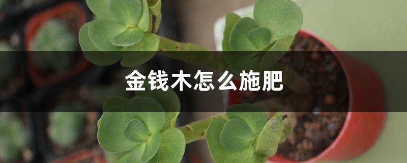 金钱木怎么施肥,这样做叶片又肥又美! 金钱木怎么施肥,这样做叶片又肥又美!