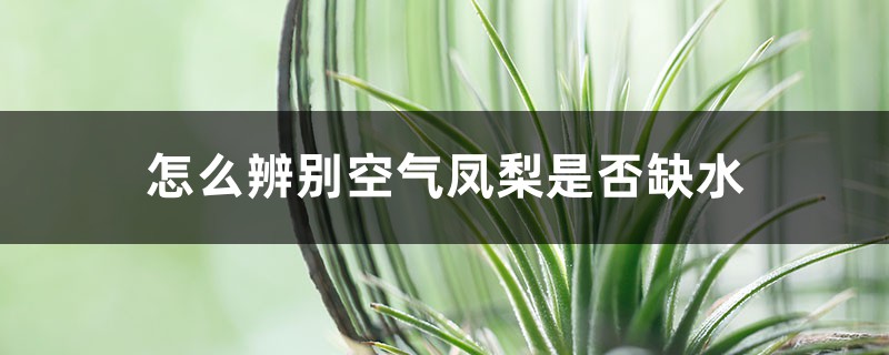 怎么辨别空气凤梨是否缺水？