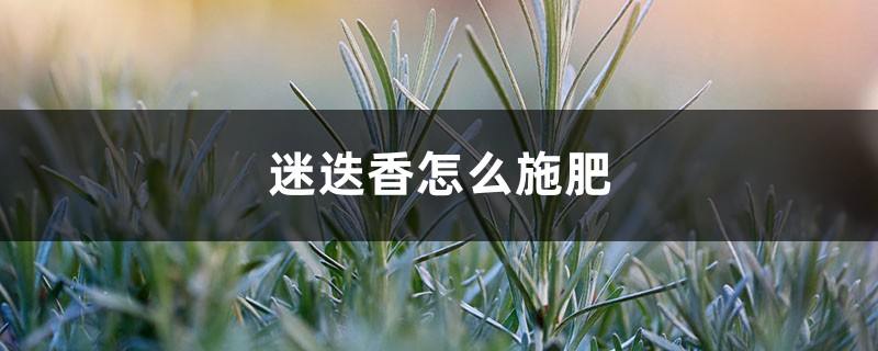 迷迭香怎么施肥 迷迭香怎么施肥