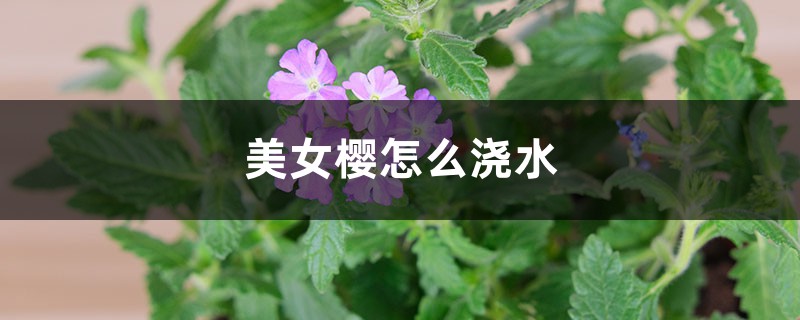 美女樱怎么浇水