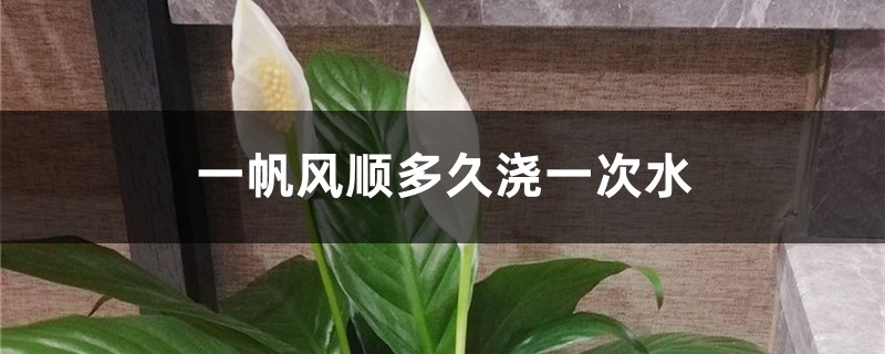 一帆风顺多久浇一次水