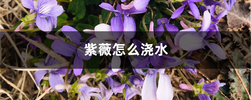 紫薇怎么浇水