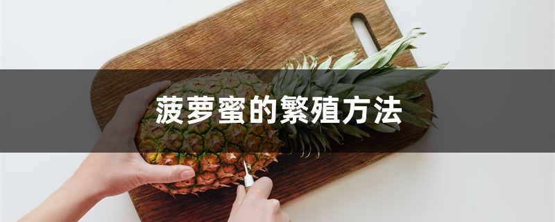 菠萝蜜的繁殖方法