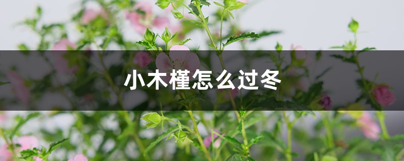 小木槿怎么过冬