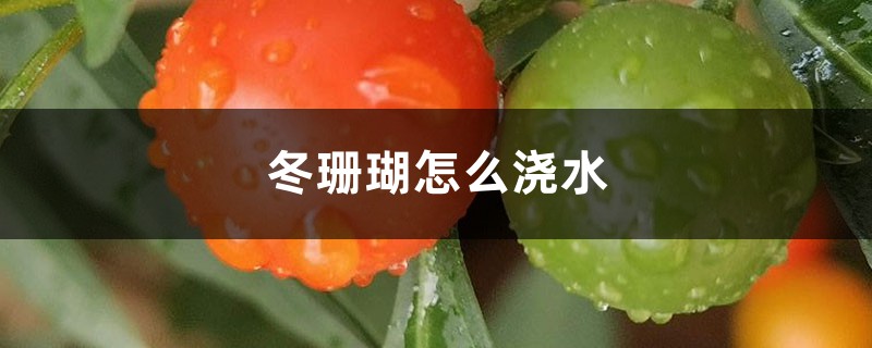 冬珊瑚怎么浇水