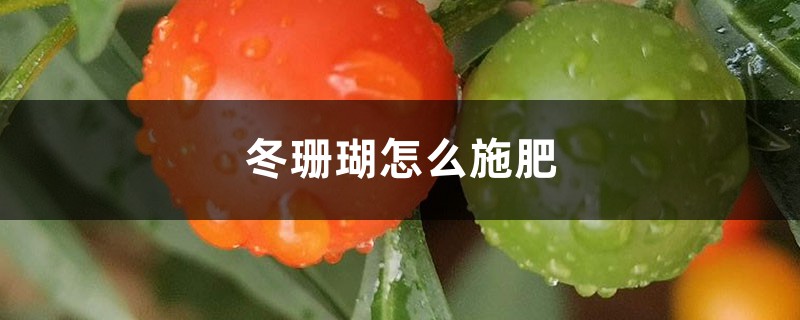 冬珊瑚怎么施肥