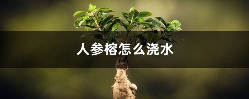 人参榕怎么浇水