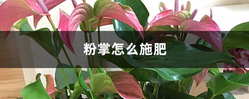 粉掌怎么施肥