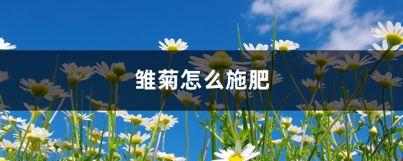 雏菊怎么施肥