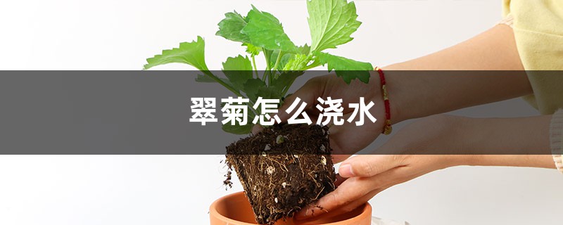 翠菊怎么浇水