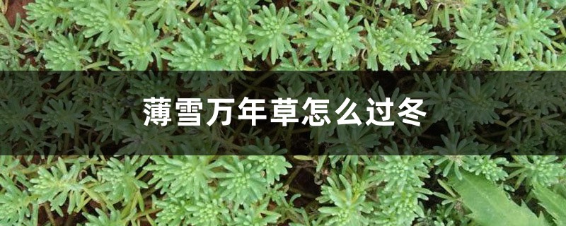 薄雪万年草怎么过冬