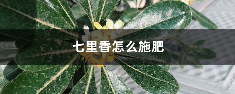 七里香怎么施肥