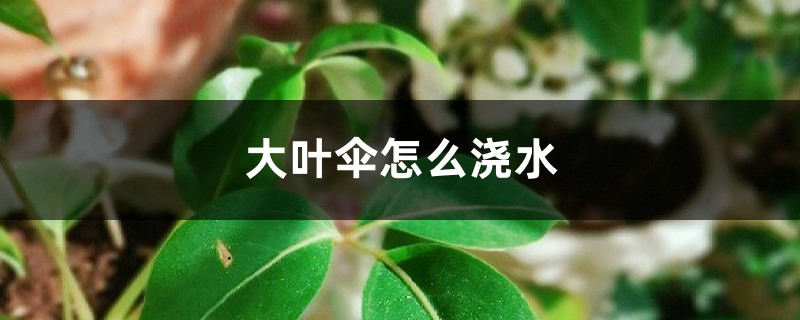 大叶伞怎么浇水